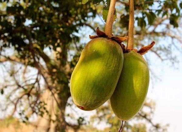 Huile de Baobab